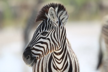 Zebra in Etosha