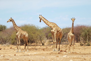 Giraffes in Etosha National Park