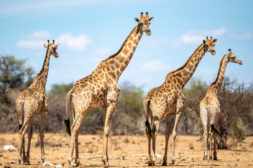Obraz na płótnie Canvas Giraffes in Etosha National Park;