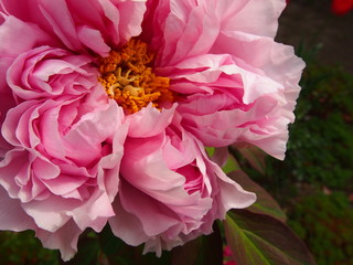 Peony 牡丹