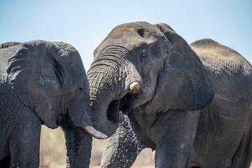 Fototapeta na wymiar Elephants in Etosha