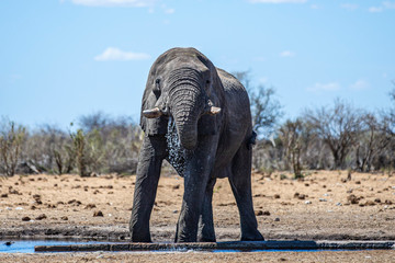 Fototapeta na wymiar Elephant in Etosha National Park