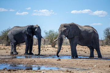 Fototapeta na wymiar Elephants in Etosha National Park