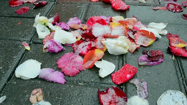 Red rose petals heap closeup under wet snow on the stone, seasonal climate, environment diversity