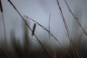 grass in the wind