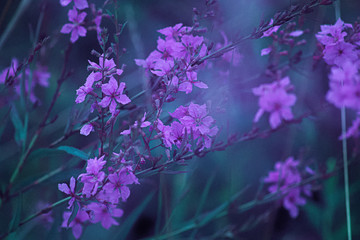 purple flowers in the garden