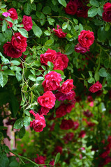 shrub with beautiful flowers Crimson roses