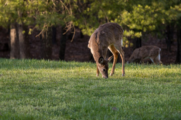 A small, young male White Tailed Deer that is grazing on grass. He has shed his antlers and is shedding his Winter coat. White Tailed Deer are native to North America and are frequently hunted.