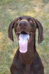 German Shorthaired Pointer male