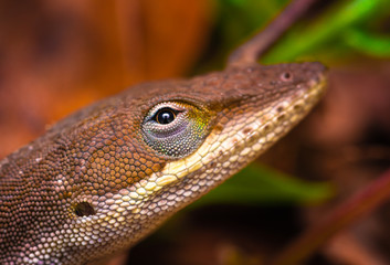 close up of a lizard