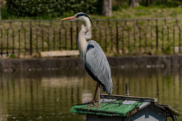 Great blue heron