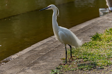 Snowy egret