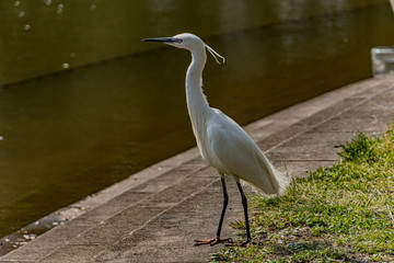 Snowy egret