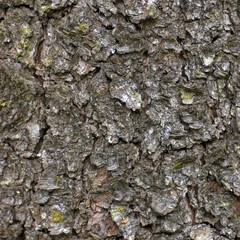 Large Detailed Grungy Bark Texture Background Macro Closeup, Brown Textured Pattern
