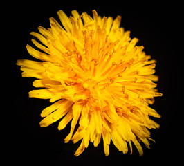 Dandelion (Taraxacum) bloom isolated macro close-up