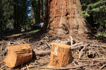 California / USA - August 23, 2015: A truk cut detail of a giant sequoia tree in the Sequoia...