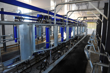 Fototapeta premium Milking equipment