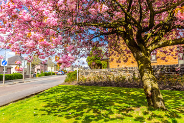 Japanese cherry tree blossom  in Spirng time in Airdrie, Scotland