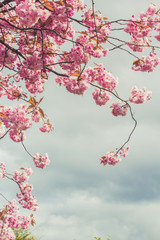 Japanese cherry tree blossom  in Spirng time