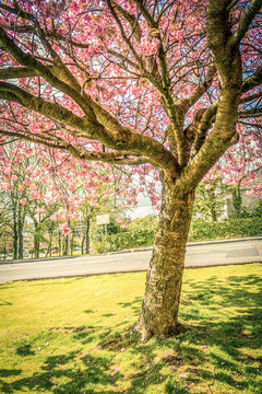 Japanese cherry tree blossom  in Spirng time in Airdrie, Scotland