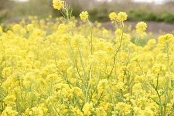 菜の花