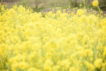 菜の花