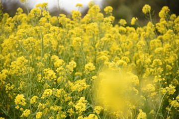 菜の花