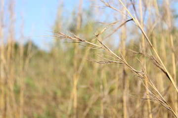 A dry wheat looking grass in a soft-focused background of a crop.