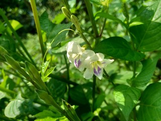 Asystasia gangetica (Chinese violet, coromandel, creeping foxglove, Asystasia gangetica micrantha) with natural background.  The leaves are eaten as a vegetable and used as an herbal remedy.