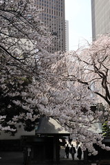 さくらのお寺にお参り