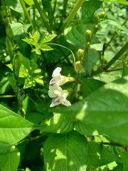 Obraz premium Asystasia gangetica (Chinese violet, coromandel, creeping foxglove, Asystasia gangetica micrantha) with natural background. The leaves are eaten as a vegetable and used as an herbal remedy.