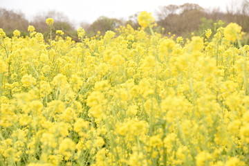 菜の花