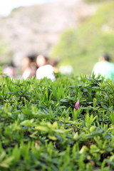 ツツジのつぼみ