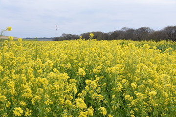 菜の花