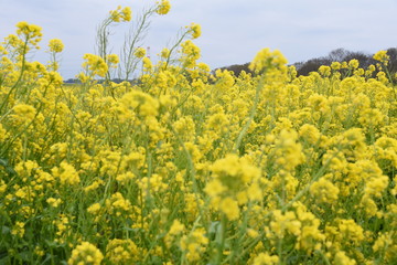 Fototapeta premium 菜の花