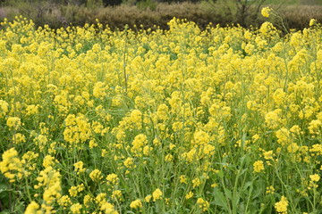 菜の花