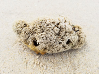 Sea sponge
