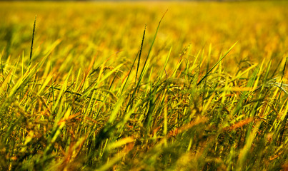golden wheat field at sunset