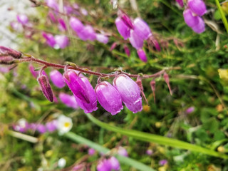 Pink flowers of St. Dabeoc's or cantabrian heath