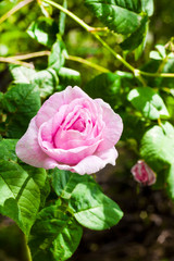 Pink Rosa Centifolia (Rose des Peintres) flower closeup