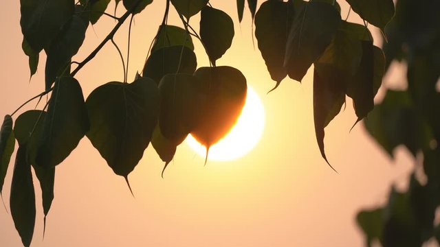 Sacred fig leaf or pho leaf motion by windy on sun on sunset sky background