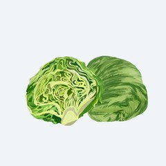 Fototapeta premium cabbage isolated on white background