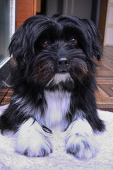 black and white dog maltese