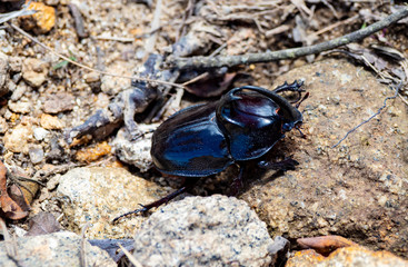Carioca Beetle 