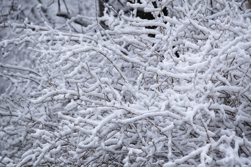 The interweaving of snowy branches in the park