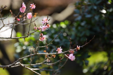 小さな桜