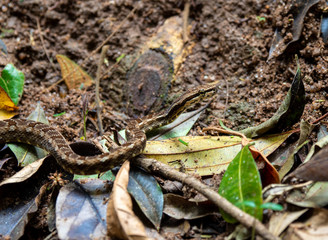 Snake in the Carioca forest