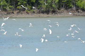 flock of seagulls