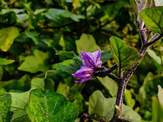 This is a small colourful eggplant flower macro shot in the morning.