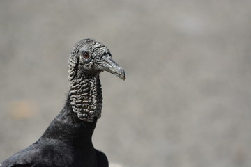 close up of a turkey vulture